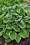 Hosta 'Francee' Funkia C2