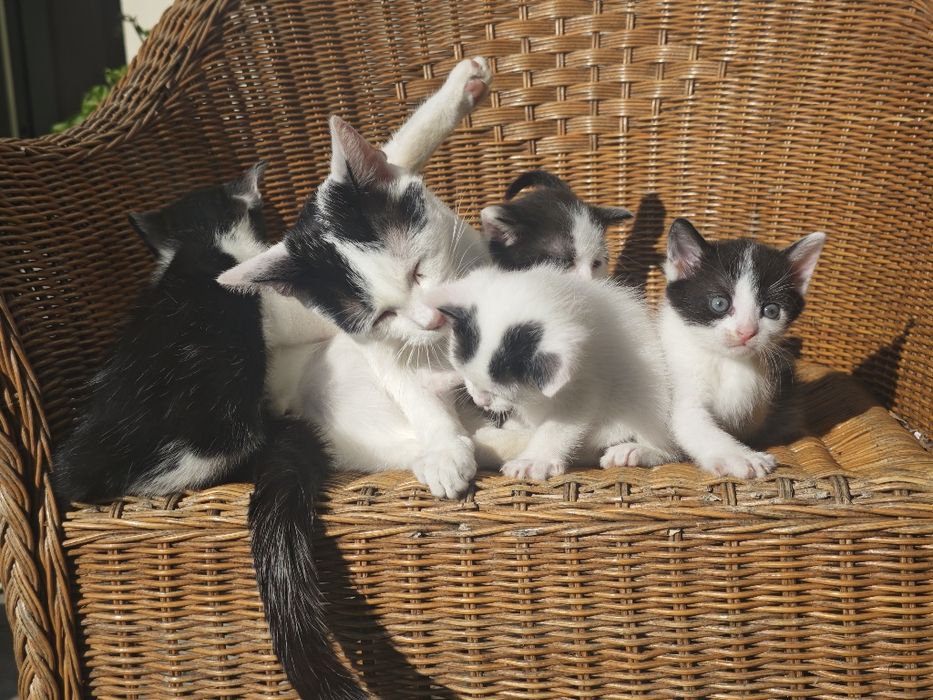 Kotki szukają nowego domu