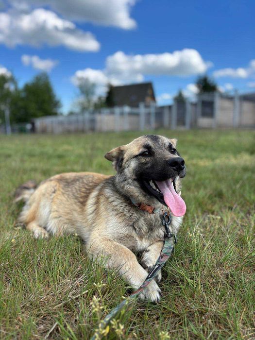 1,5 roczny psiak Corgi, nieśmiały, odnajduje się w towarzystwie psów