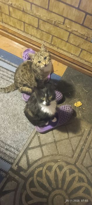 Две стилиризованные сестрички ищут дом один на двоих.