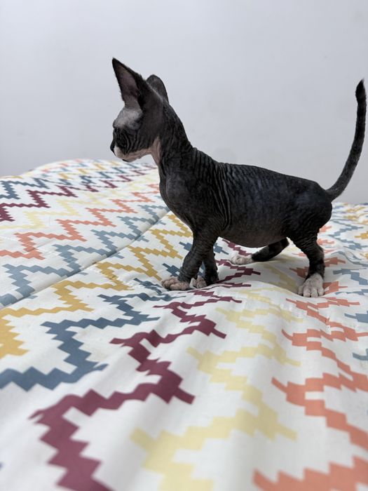 Sphynx macho pronto para entrega