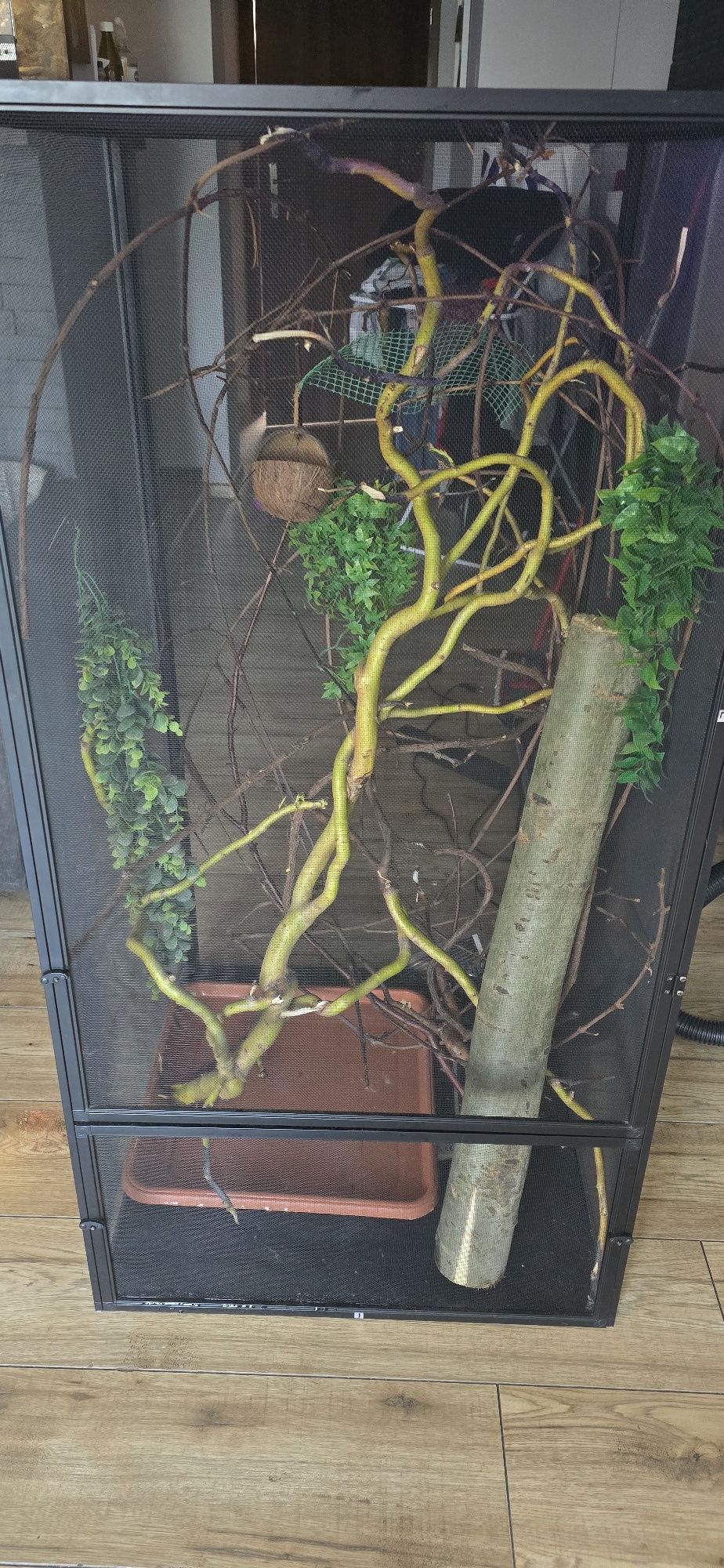 Terrarium kameleon
