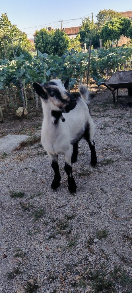 Cabrito raça serpentina