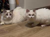 Tadzio - adopcja do spokojnego domu / kocurek Ragdoll kocięta FPL