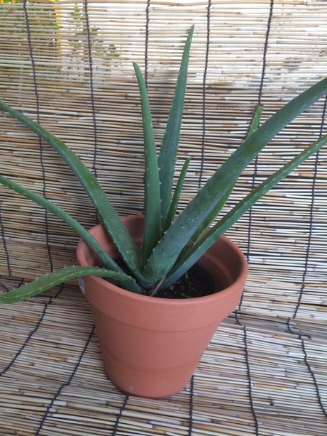 Aloe vera-Ecológica-Decoração- Paisagismo-Terapia natural-Beleza