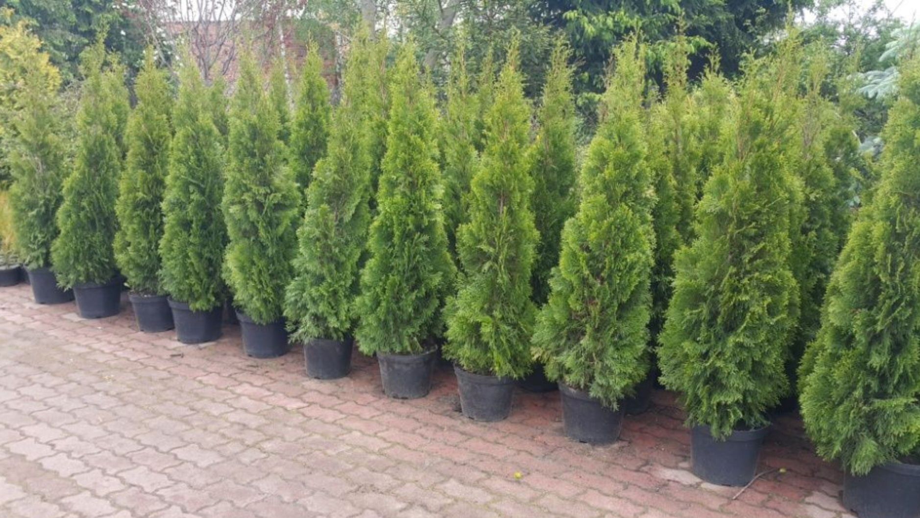Thuja Smaragd Tuja Szmaragd do 180cm z doniczki