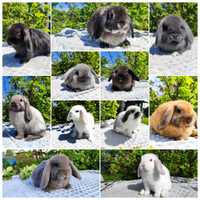 Mini lop metryka rasowy legalna hodowla królik miniaturka baranek