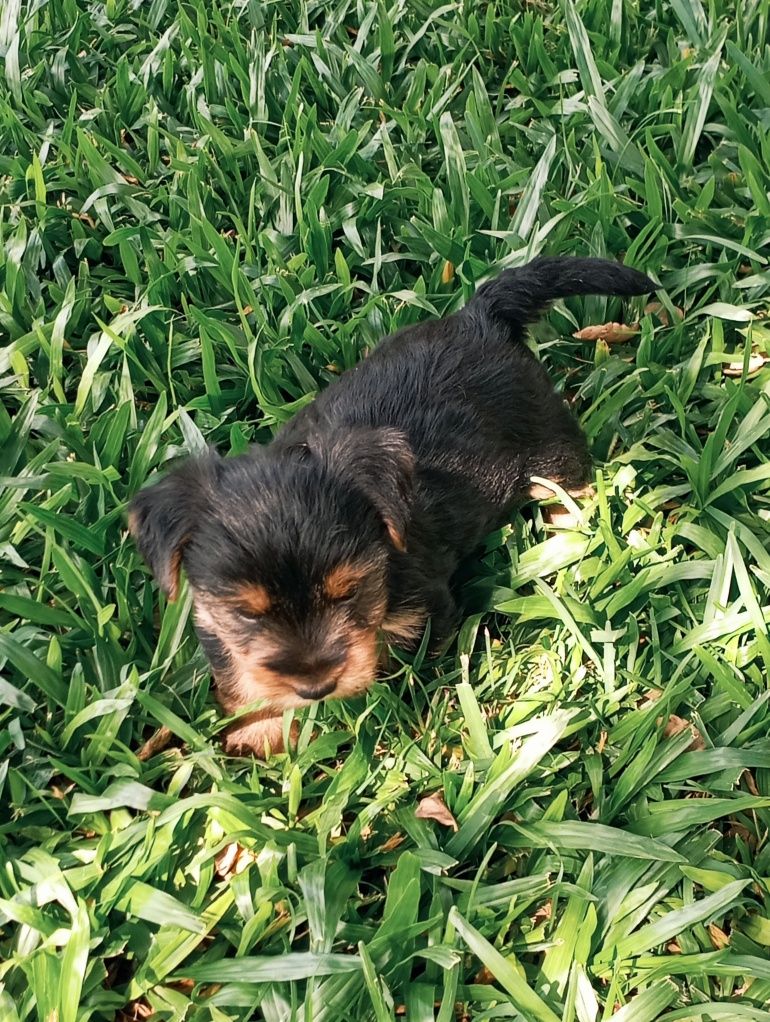 Macho Yorkshire Terrier