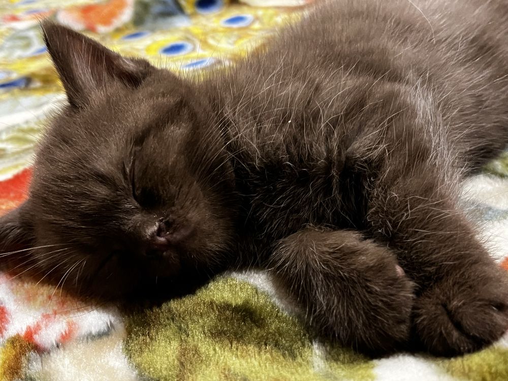 Gatinho Scottish straight chocolate