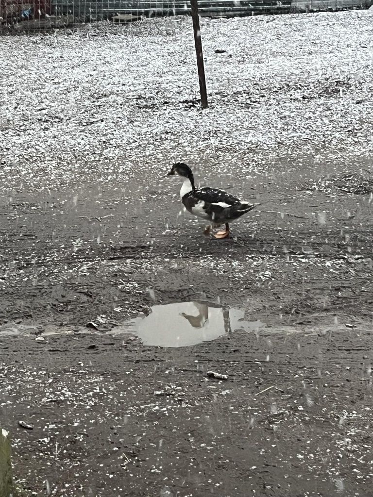 Sprzedam kaczki i kaczory