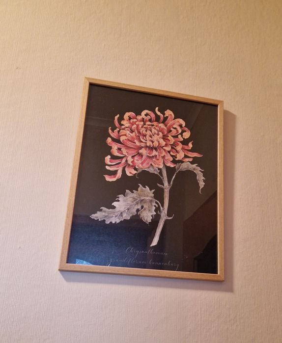 Plakat Chryzantema Mysiogonek w drewnianej ramie