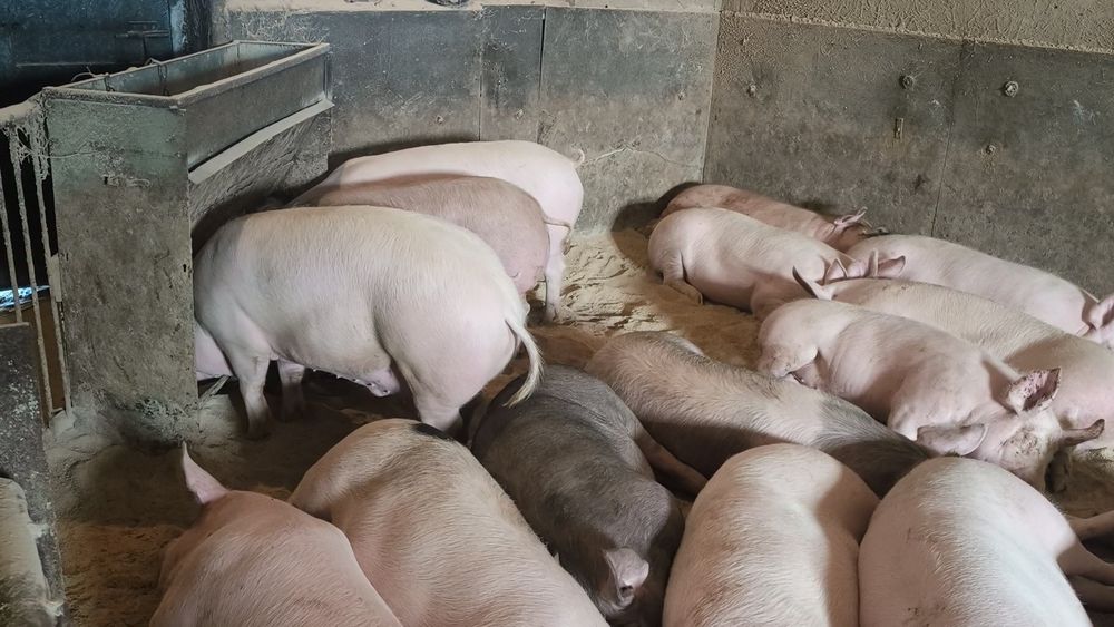 Свині живою вагою