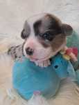 **NELSON** Welsh Corgi Cardigan piesek do rezerwacji
