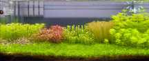 Aquario 80x35x40 (Ciclado)