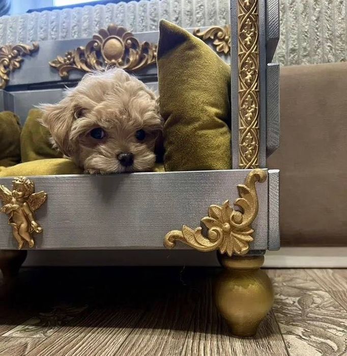 Собачка мальтипу ф1 хлопчик