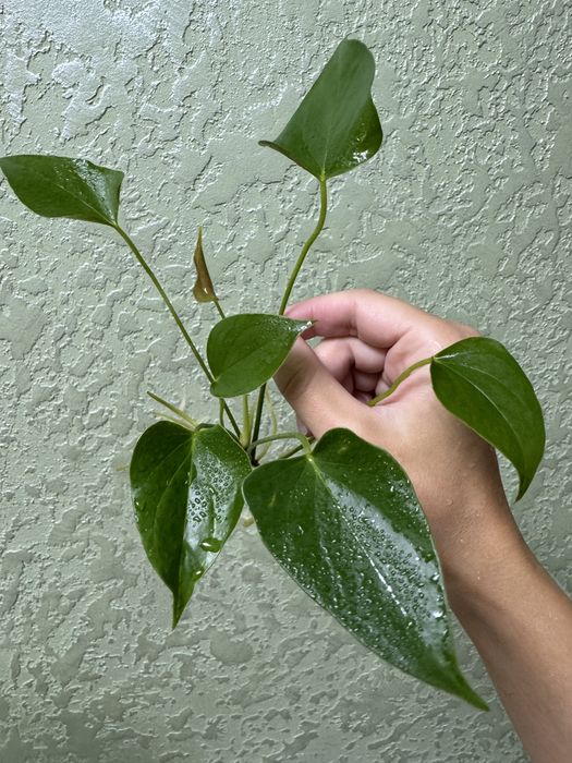 Антуріум колорадо, лівіум, каваллі, блек паріж, хот ліпс