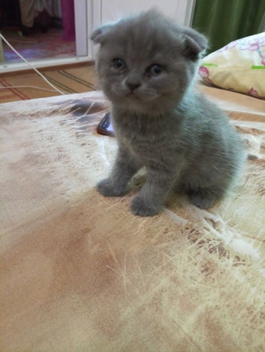 Продам веслоухих котят