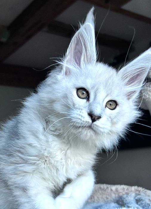 Maine coon kocurek czarny dymny - wysokie srebro-FPL