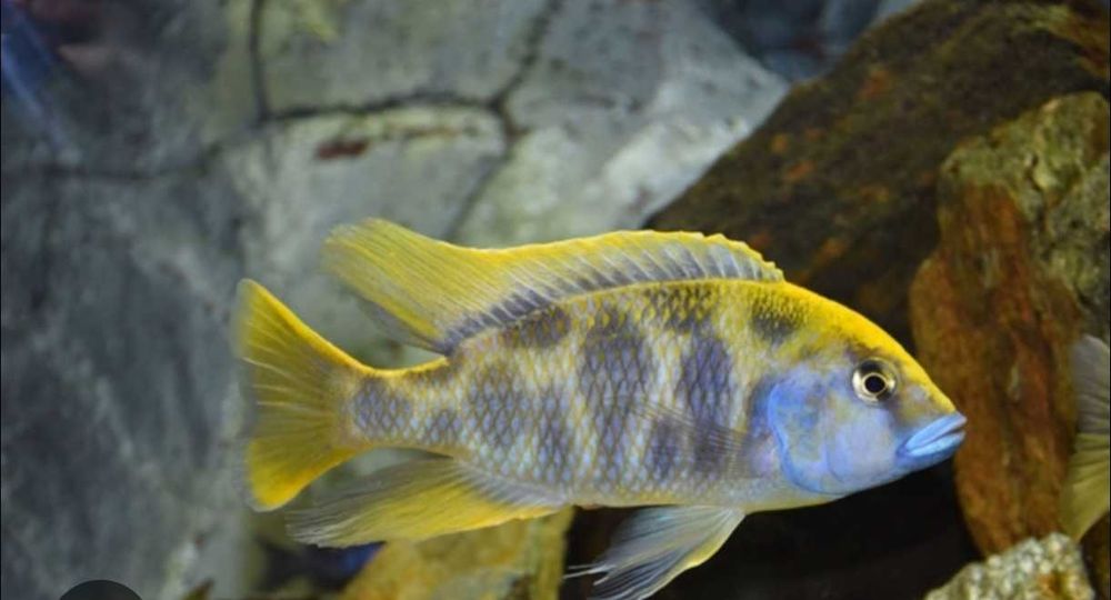 Haplochromis venestus 7/8cm
