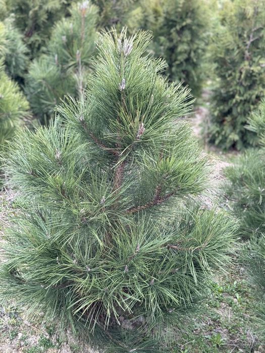 Sosna czarna formowana Pinus Nigra 110-180cm dowóz