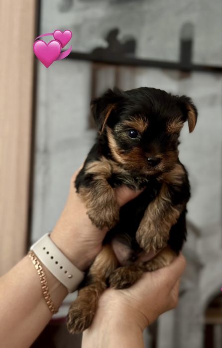 Дівчинка йорочка, малесеньке сонечко