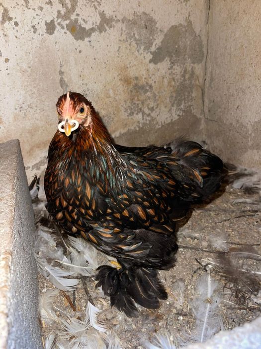 Casal pekins laceadas