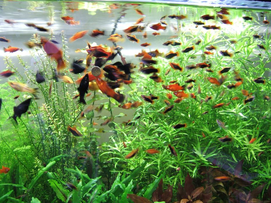 Ryby z własnego akwarium