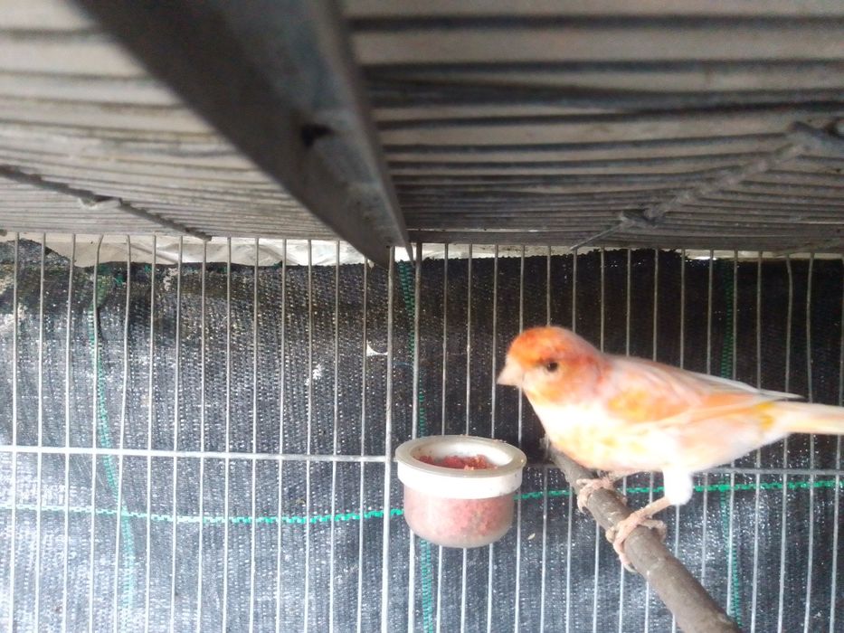 Canário macho dócil