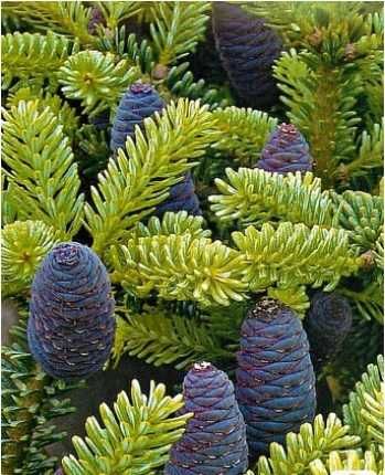 ялинка піхта корейська, висота 5м, діаметр 2,5м, вік 8 років