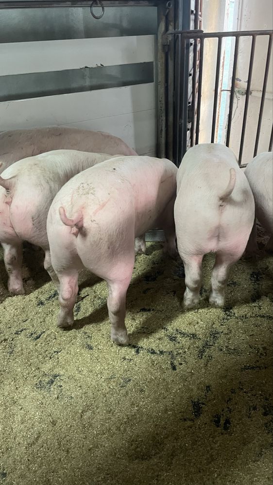 Porcos 30 kg machos e femeas