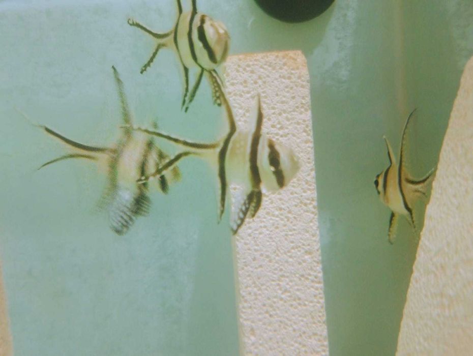 Cardinal Bangai saldaveis