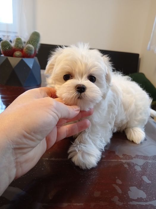 Мальтійська болонка