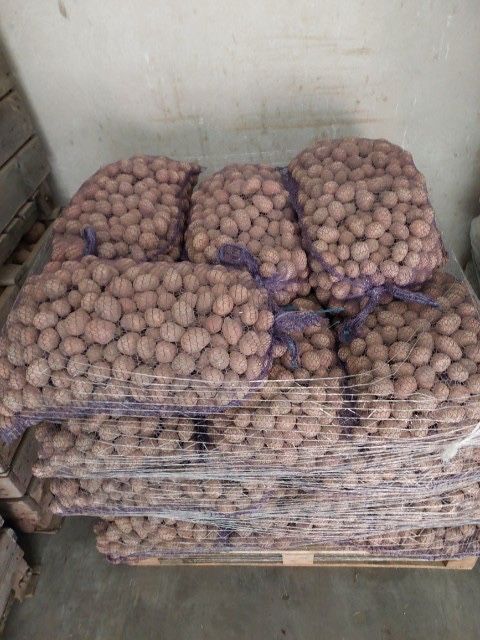Ziemniaki o wielkosci sadzeniaka, transport, rozladunek w cenie