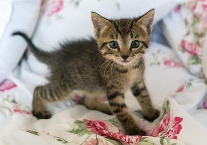 Очень много котят бесплатно котята котенок
