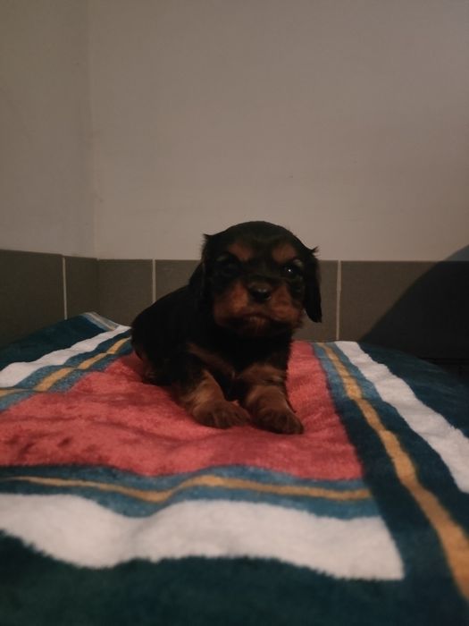 Cavalier King Charles spaniel suczka