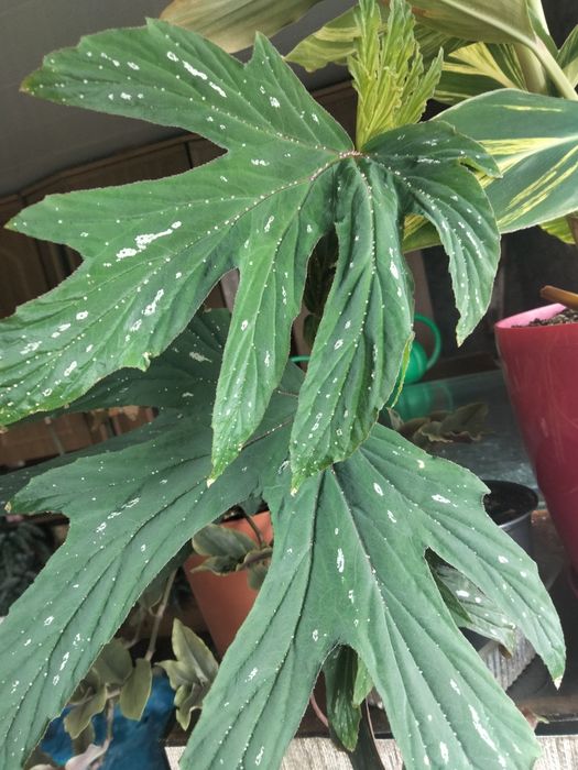 Крила янгола,  сортова