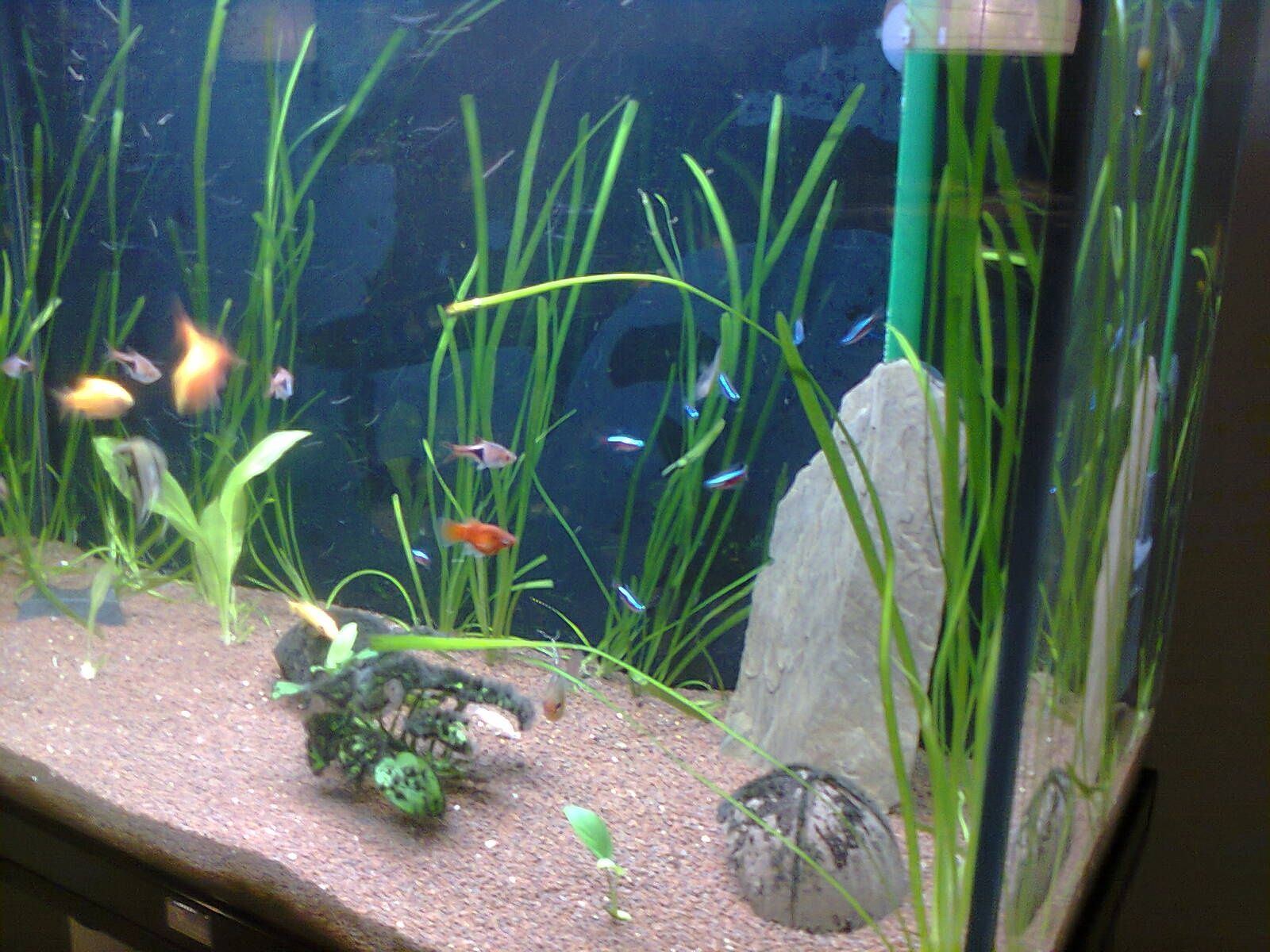 Aquário 80cm Aquatlantis, móvel, iluminação e filtro externo Eheim