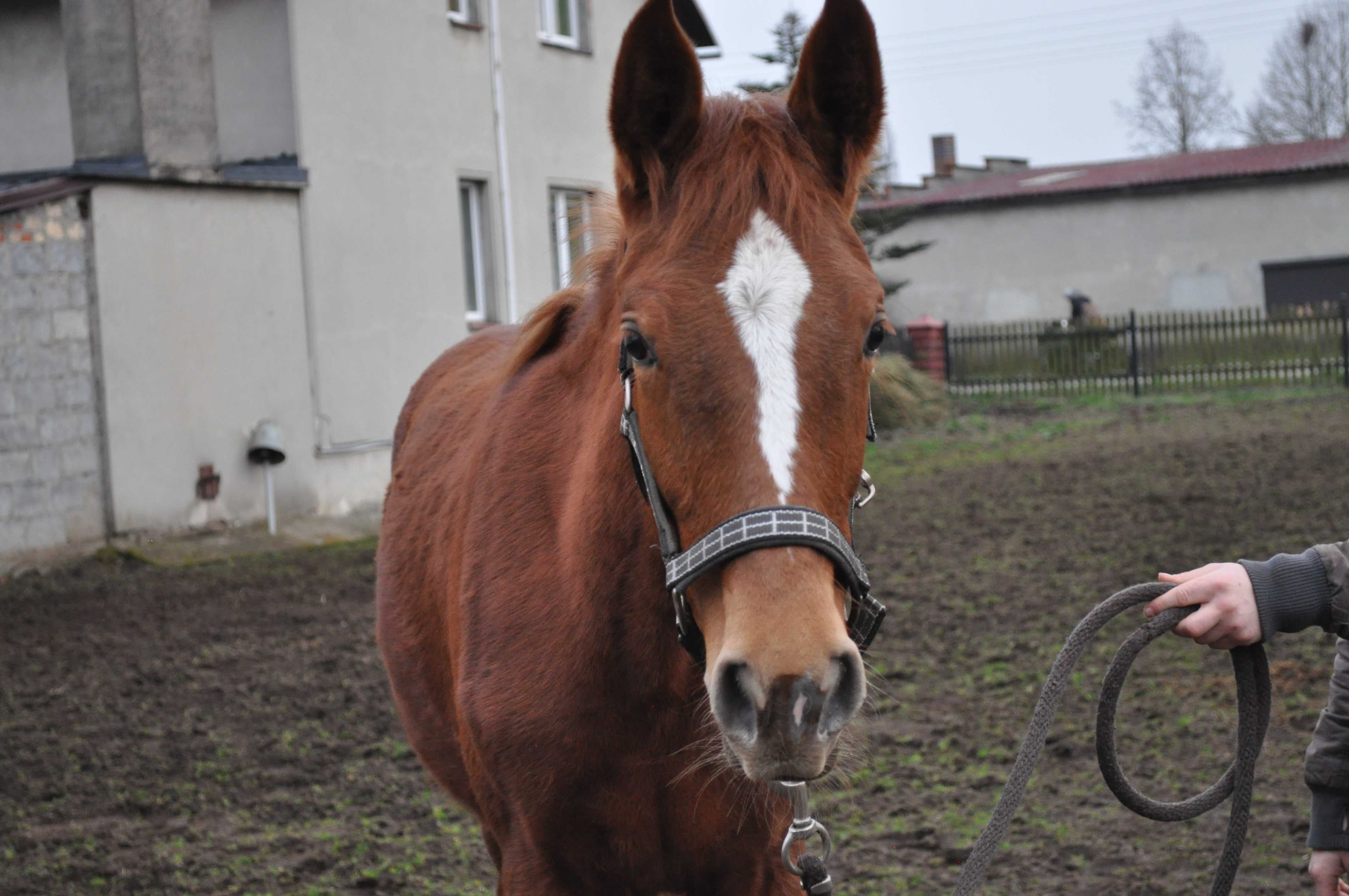 Sunny Lady ( Baloubet du rouet/Kannan )