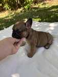 Bulldog frances TOP baixinho perna curta