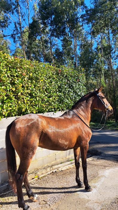 Égua PSL livro azul