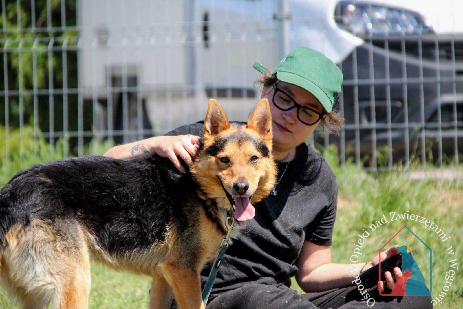 UROCZY, DELIKATNY - uroda owczarka ale mniejszy - b. uczuciowy ADOPTUJ