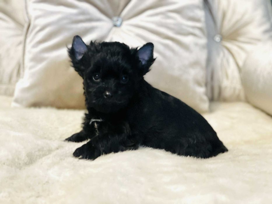 York czarny - nie wybarwi się. Po obojgu czarnych rodzicach.