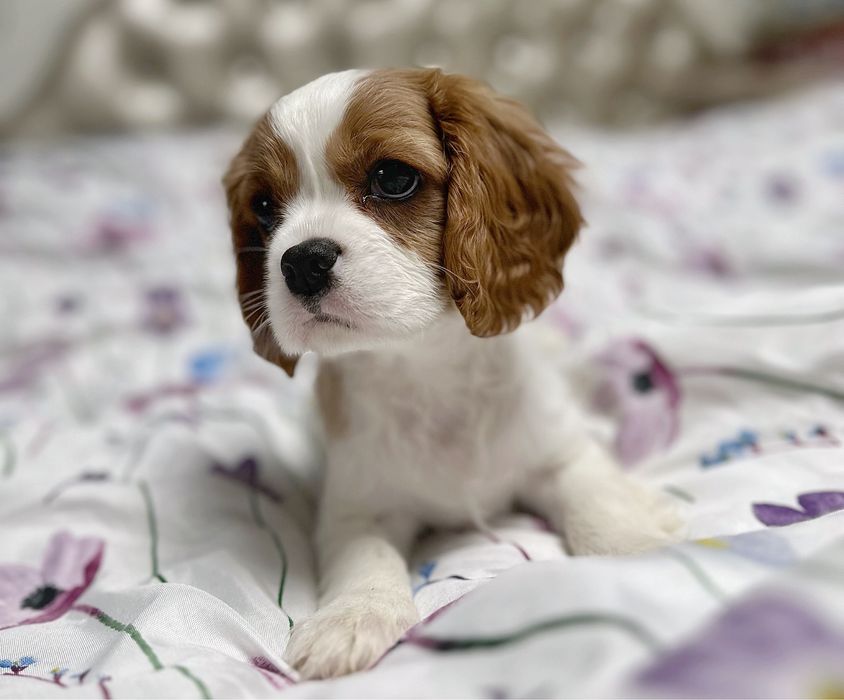 Cavalier King Charles Spaniel FCI chłopiec szczenięta