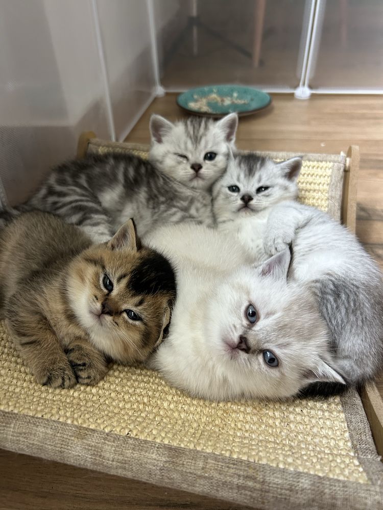 Чистокровні британські кошенята