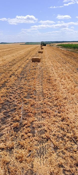 Продам тюки з соломи ГОРОХУ.