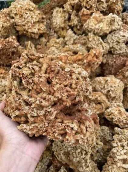 Koralowiec Red Spaghetti Kamień Naturalny do Akwarium Terrarium Skała