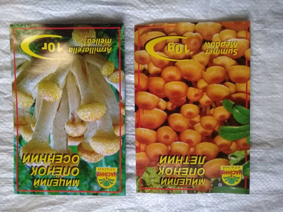 Мицелий опенок летний