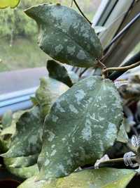 Hoja hoya undulata borneo 2liscie