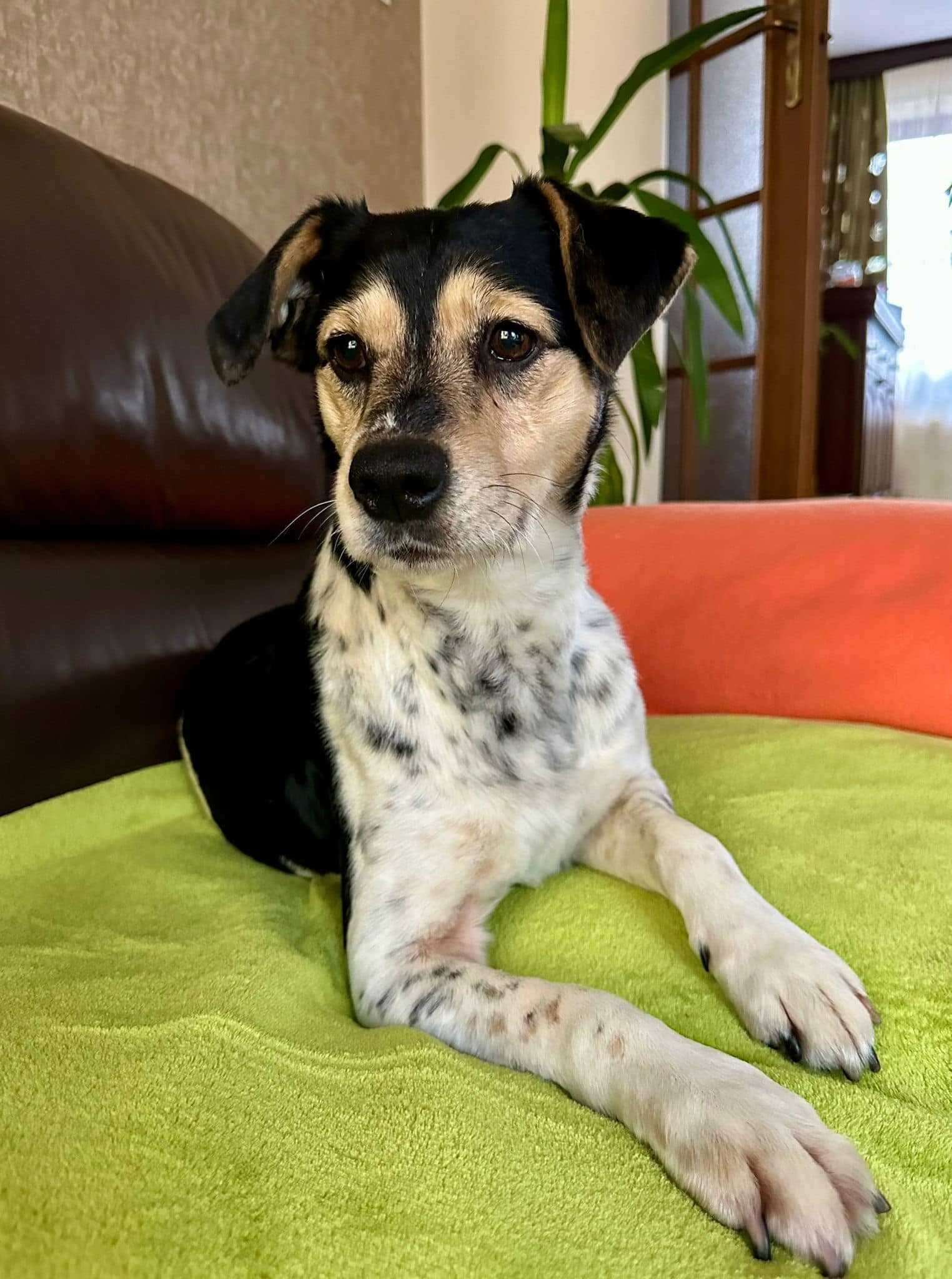 Uroczy Model - cudowny psiak do adopcji!