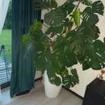 Kwiat  domowy monstera
